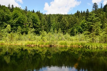 lake in forest on blue sky and white clouds background. Mirroring trees in water