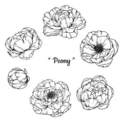 Peony flower and leaves pattern seamless background illustration.