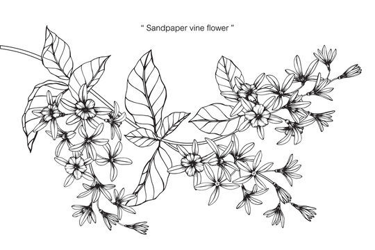 Sandpaper vine flower and leaf drawing illustration with line art on white backgrounds.