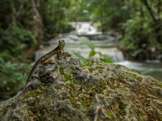 Lizard in Huay Mae Khamin waterfall, Srisawat Kanchanaburi Thailand