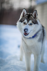 Siberian Husky