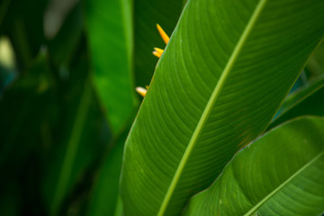 Texture of bright green tropical leaves. Summer vegetative background. Natural summer and spring background.