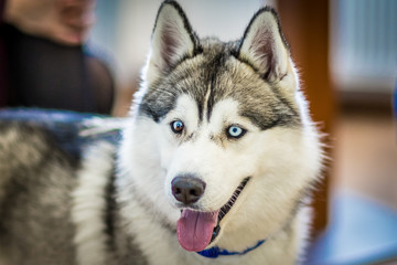 Siberian Husky