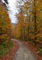 road in autumn forest