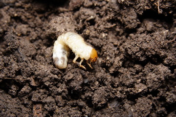 Lawn Grub  Cockchafer beetle lavae