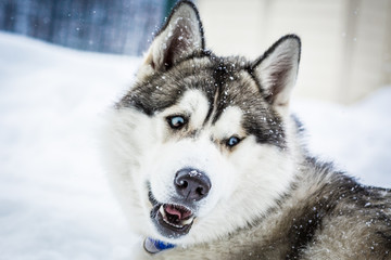 Siberian Husky