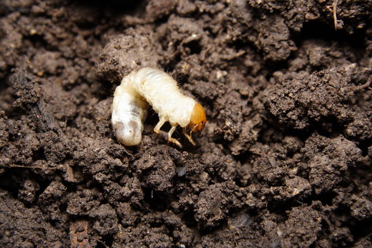 Lawn Grub  Cockchafer beetle lavae