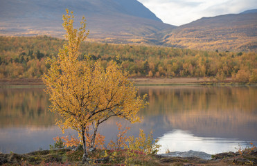 Lake in autumn. Abisko national park in north of Sweden.