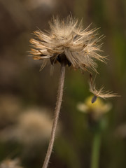 A wilting of vernonia cinerea flower