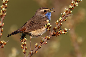 Rufendes Blaukehlchen im Sanddorn