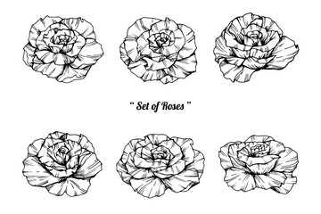 Rose flower and leaf drawing illustration with line art on white backgrounds.