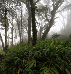 rain forest with fog and mist