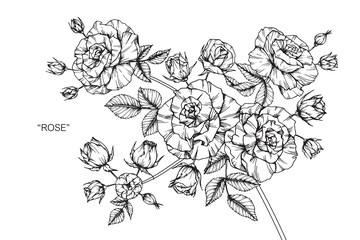 Rose flower and leaf drawing illustration with line art on white backgrounds.