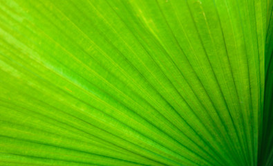 Obraz premium Texture of bright green tropical leaves. Summer vegetative background. Natural summer and spring background.
