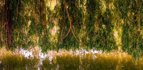 Weeping willow on a pond in santeny, france