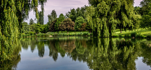 Weeping willow on a pond in santeny, france