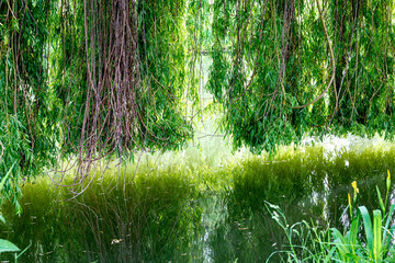 Weeping willow on a pond in santeny, france
