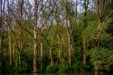 Weeping willow on a pond in santeny, france