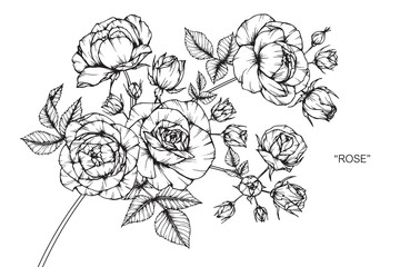 Rose flower and leaf drawing illustration with line art on white backgrounds.