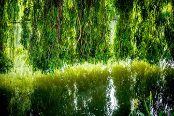 Weeping willow on a pond in santeny, france