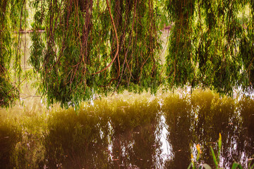 Weeping willow on a pond in santeny, france