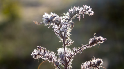  autumn morning