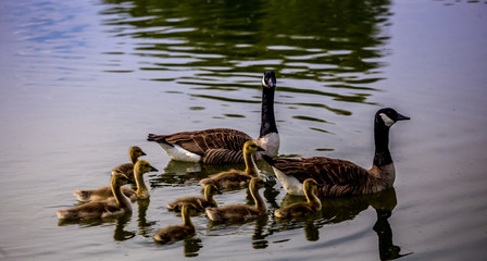 ducks and ducklings on a pond in santeny, france