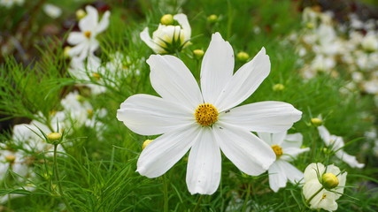 Naklejka na ściany i meble White Cosmos flower on flowering background close up.