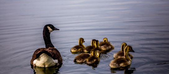 ducks and ducklings on a pond in santeny, france
