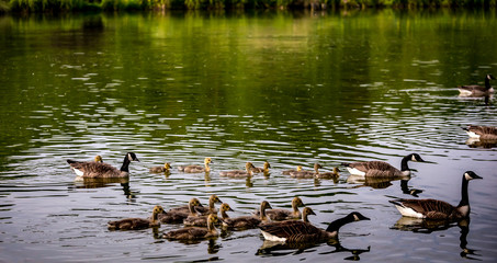 ducks and ducklings on a pond in santeny, france