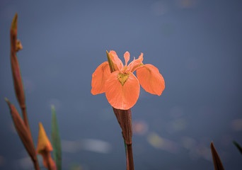 flowers on a pond in santeny, france