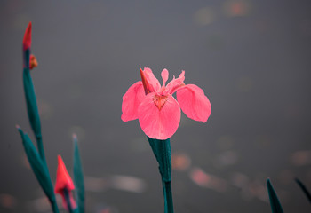flowers on a pond in santeny, france