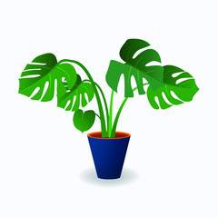 Indoor plant in a blue pot drawn in flat style. Monstera. To decorate a balcony, office, home. City jungle.