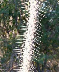 Cactus on Madagascar