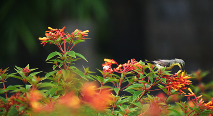 sunbird sucking nectar from the garden flowers