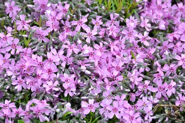 Zottiger mannsschild