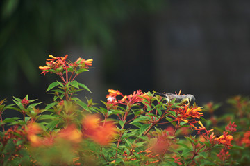 sunbird sucking nectar from the garden flowers