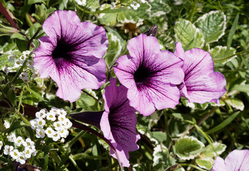 Petunia x hybrida ou Pétunias des jardins de couleur rose pourpre