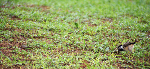 baby lapwing bird on the grass
