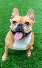 Fototapeta premium Set of young puppy french bulldog playing and activity around the house both indoor and outdoor