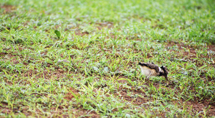 baby lapwing bird on the grass