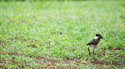 baby lapwing bird on the grass