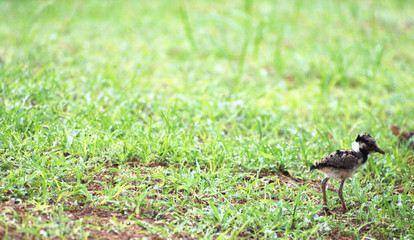 baby lapwing bird on the grass
