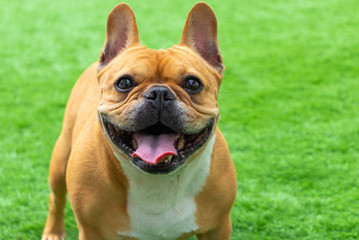 Set of young puppy french bulldog playing and activity around the house both indoor and outdoor