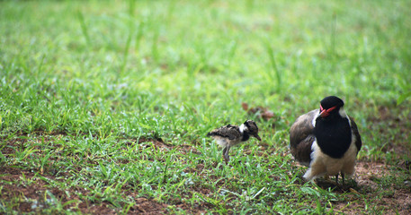 lapwing mother and its hatchling on the grass