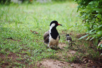 lapwing mother and its hatchling on the grass