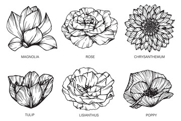 Collection set of flower and leaf drawing illustration with line art on white backgrounds.