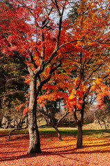 Naklejka premium Red autumn maple tree garden at Aizu Wakamatsu Tsuruga Jo Castle