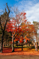 Naklejka premium Red autumn maple tree garden at Aizu Wakamatsu Tsuruga Jo Castle