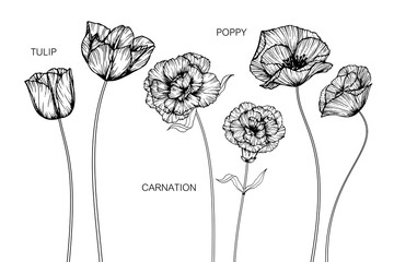 Tulip, carnation, poppy flower and leaf drawing illustration with line art on white backgrounds.